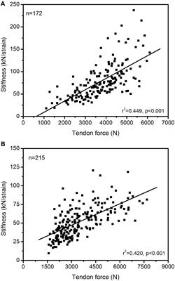 Individualized Muscle-Tendon Assessment and Training